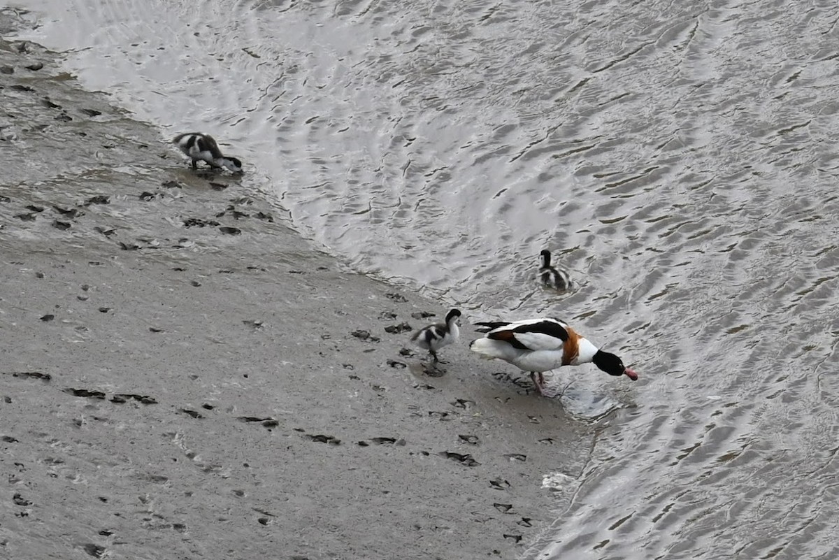 Пеганка - ML621624246