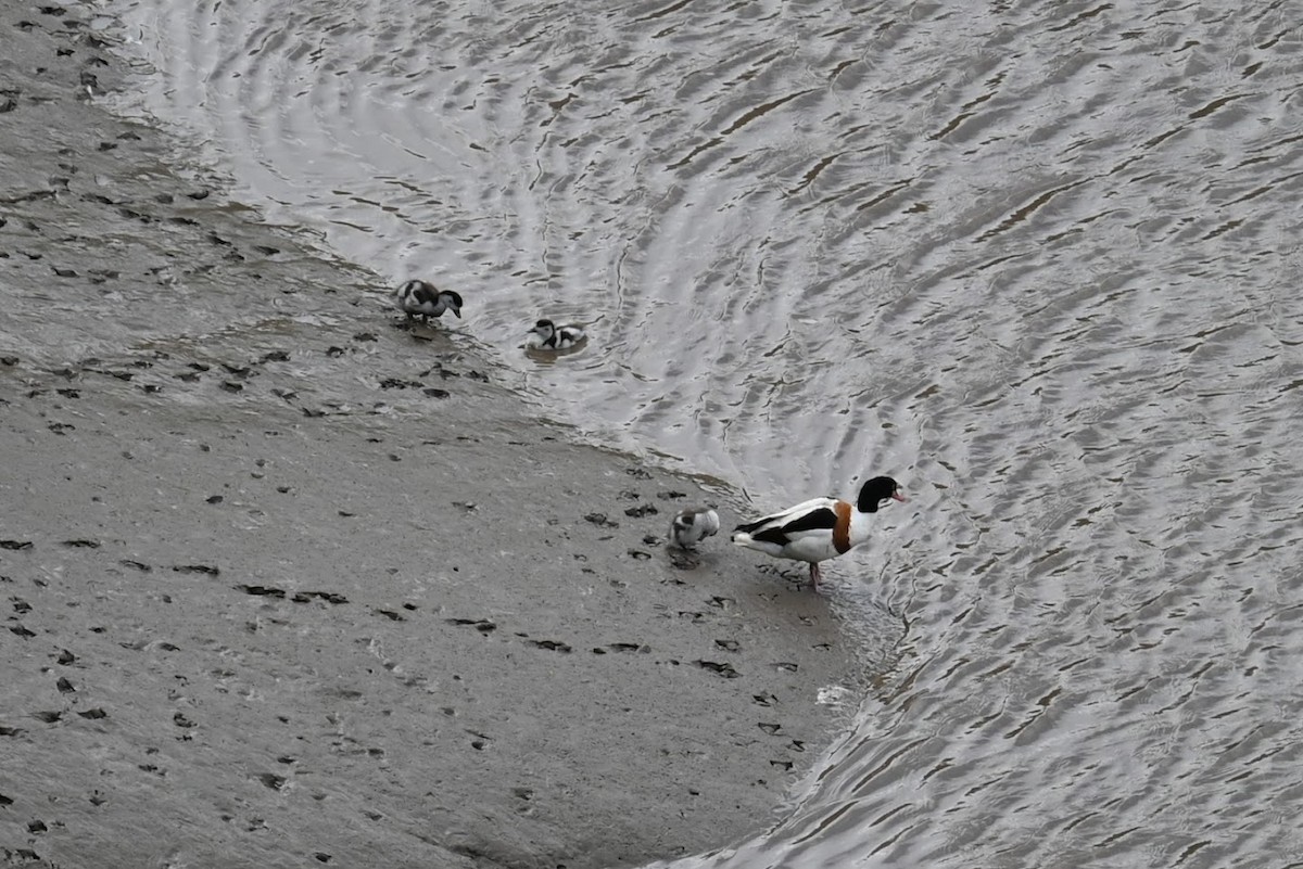 Пеганка - ML621624247