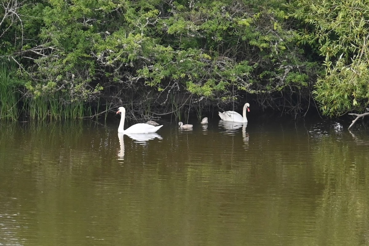 Лебедь-шипун - ML621624250