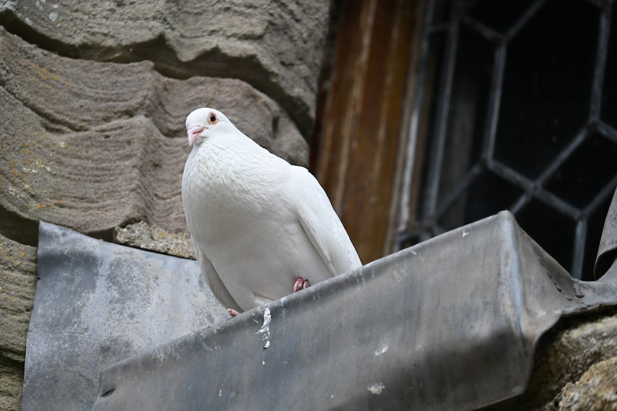 Сизый голубь - ML621624265