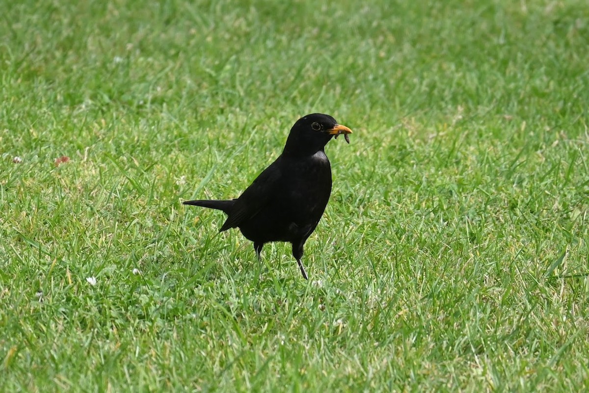 Чёрный дрозд - ML621624267