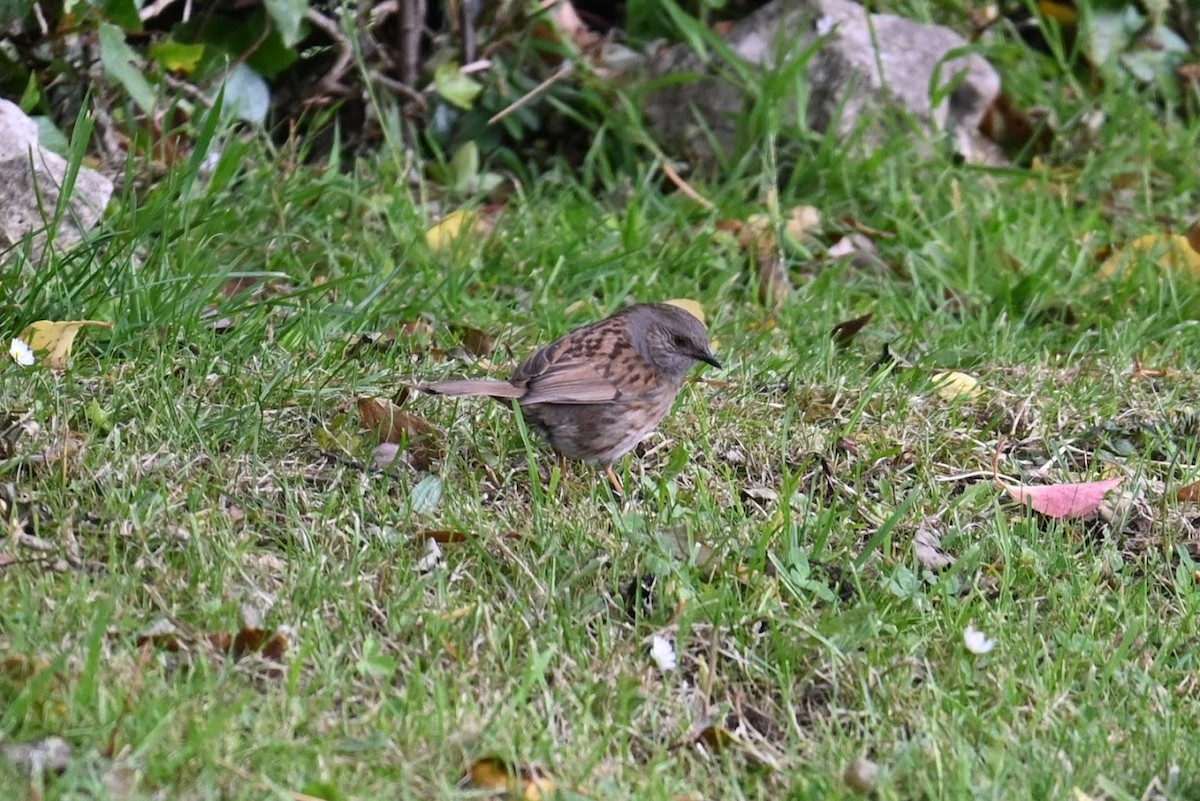Лесная завирушка - ML621624268