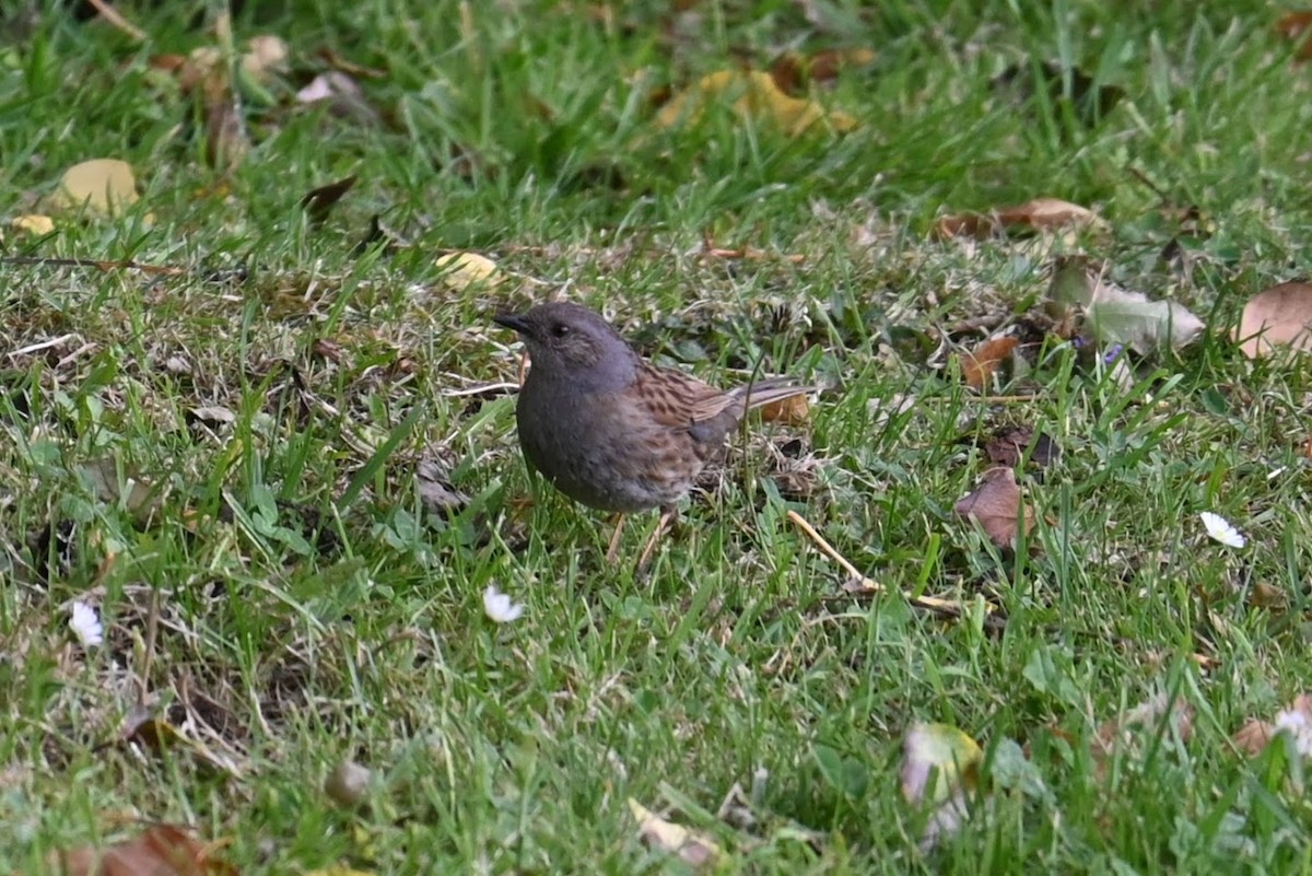 Лесная завирушка - ML621624269