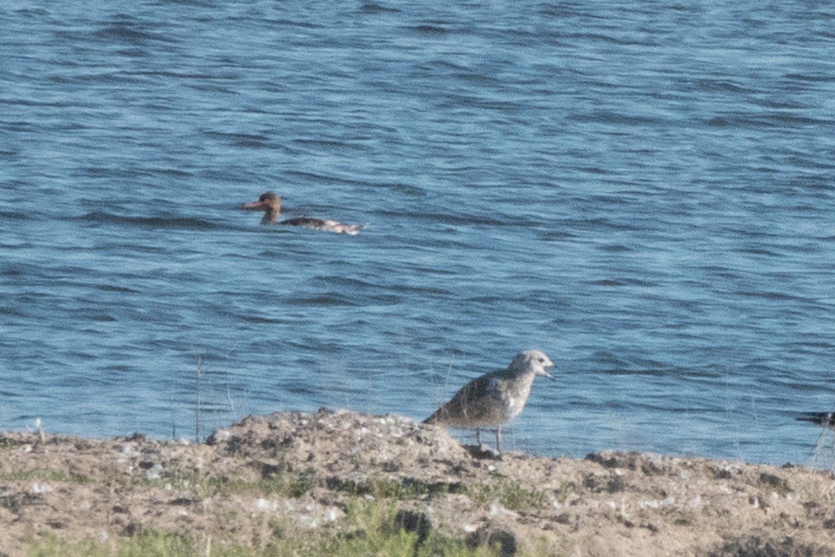 Red-breasted Merganser - ML621624291