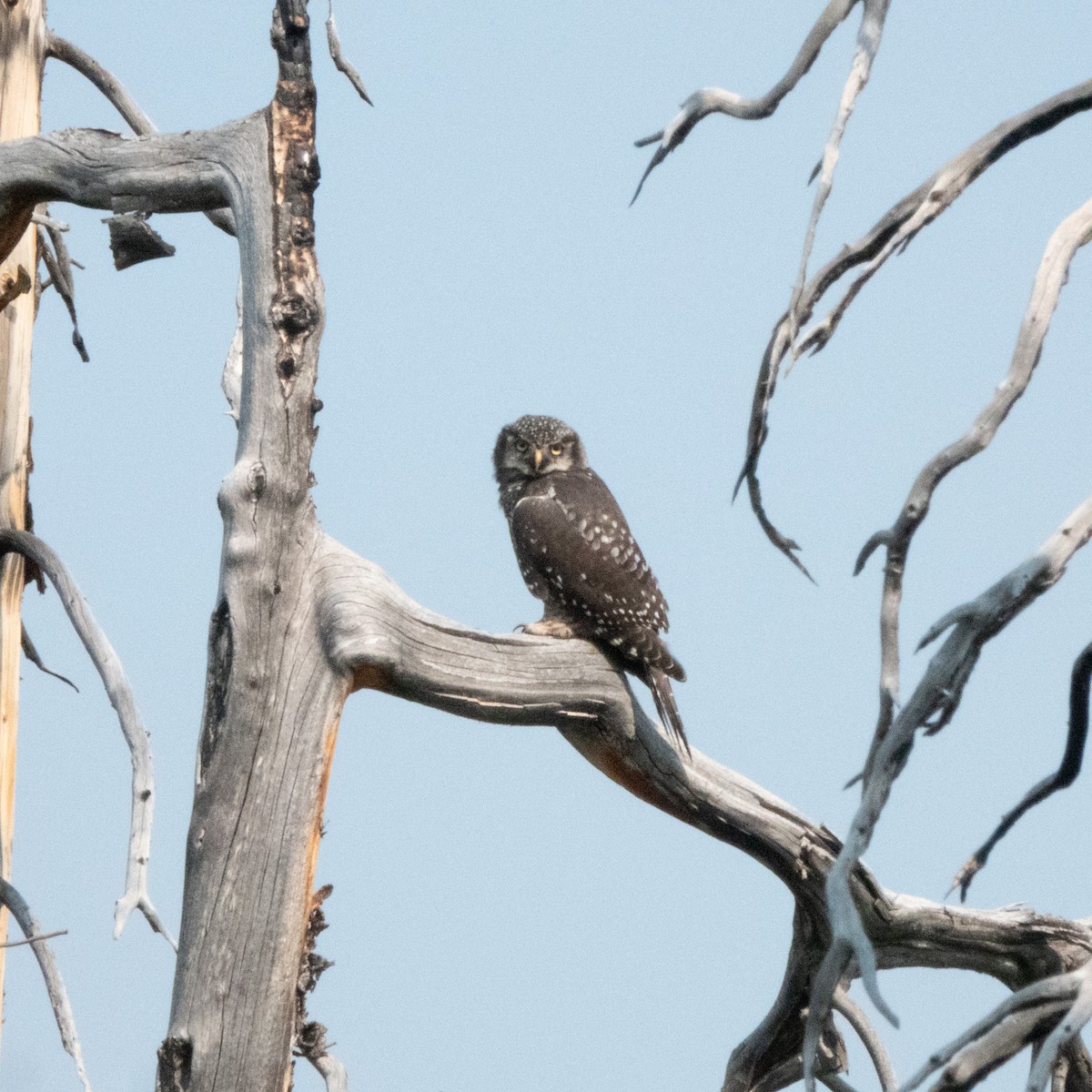 Northern Hawk Owl - ML621624348