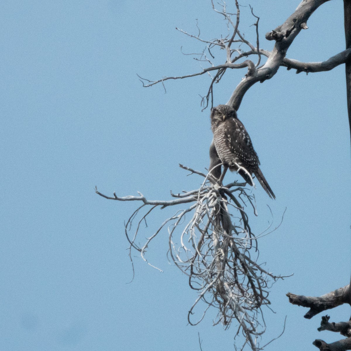 Northern Hawk Owl - ML621624349