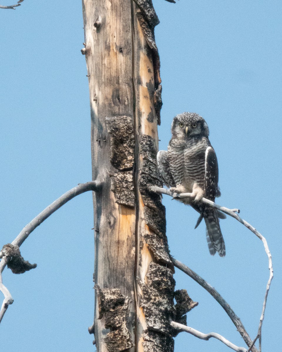 Northern Hawk Owl - ML621624350