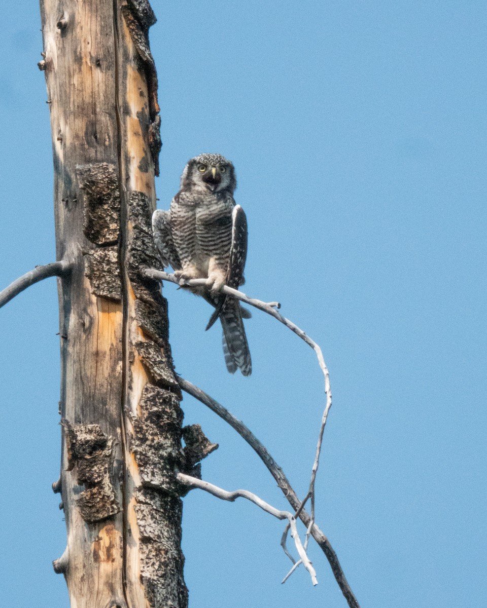 Northern Hawk Owl - ML621624352