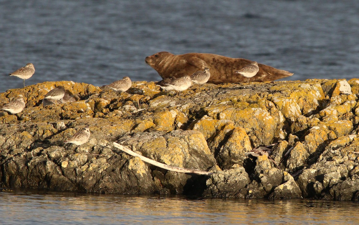 Black-bellied Plover - ML621624388