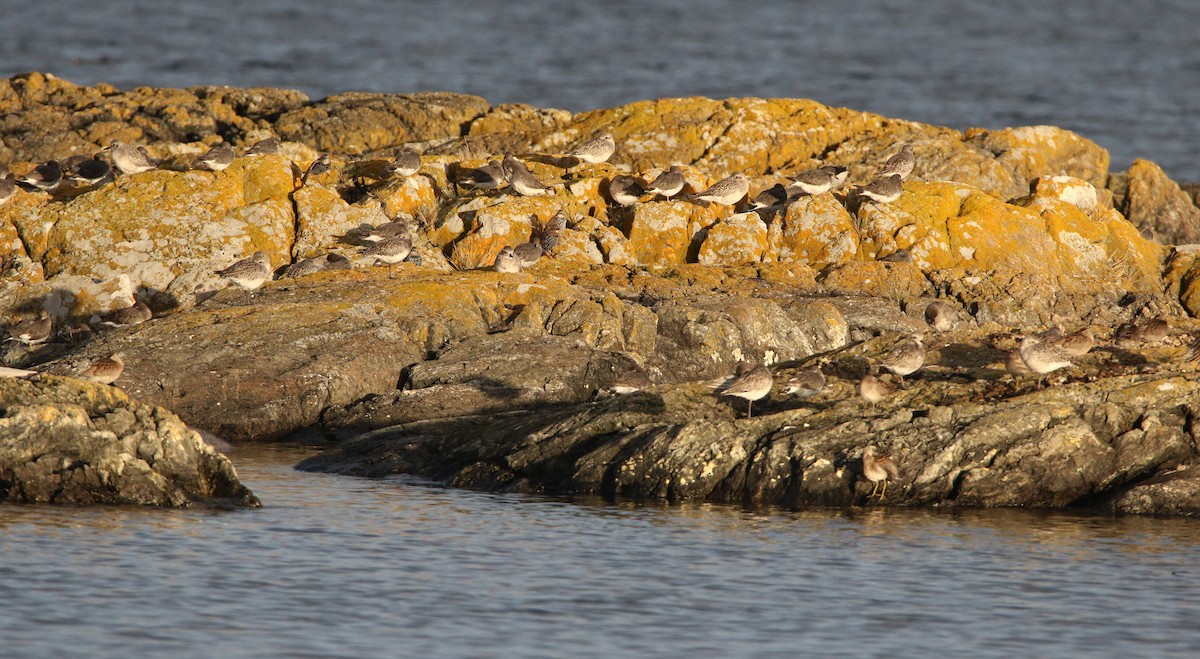 Black-bellied Plover - ML621624389