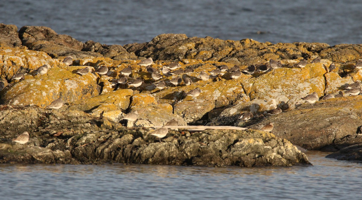 Black-bellied Plover - ML621624390