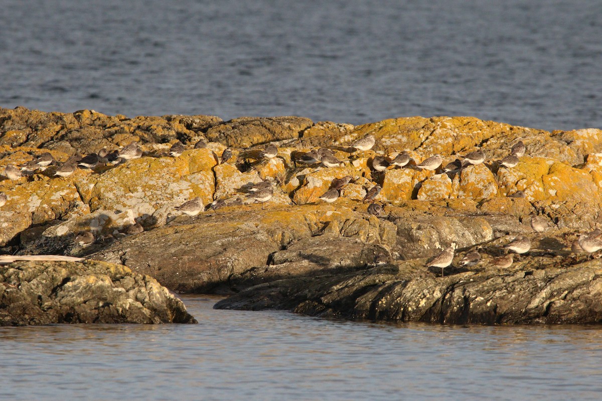 Black-bellied Plover - ML621624399