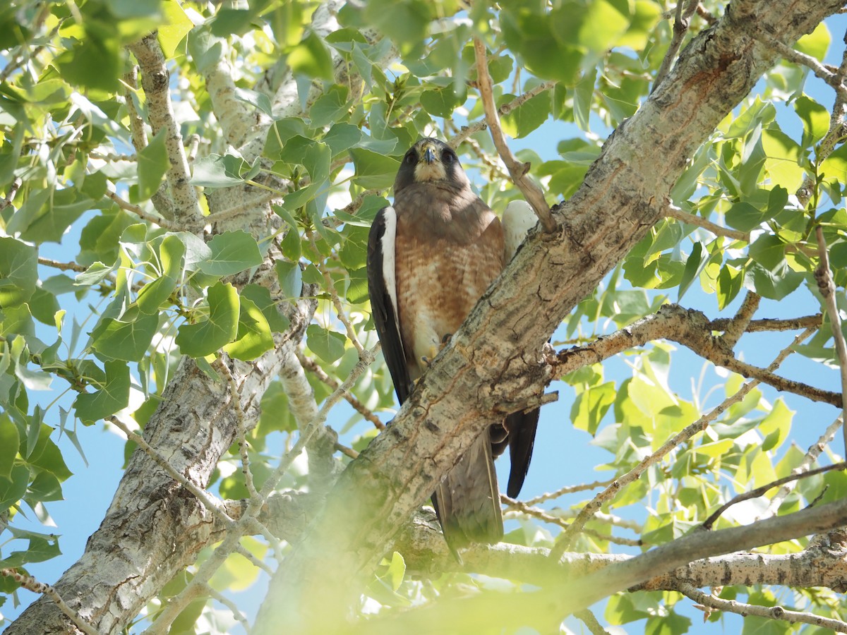 Swainson's Hawk - ML621624515