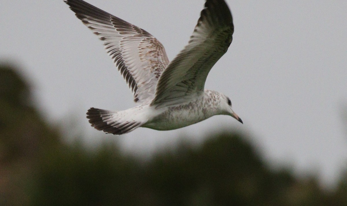 Ring-billed Gull - ML621624667