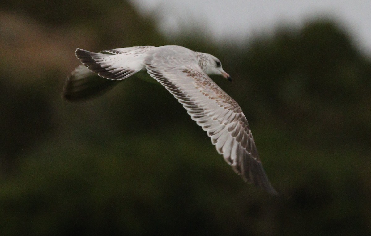 Ring-billed Gull - ML621624668