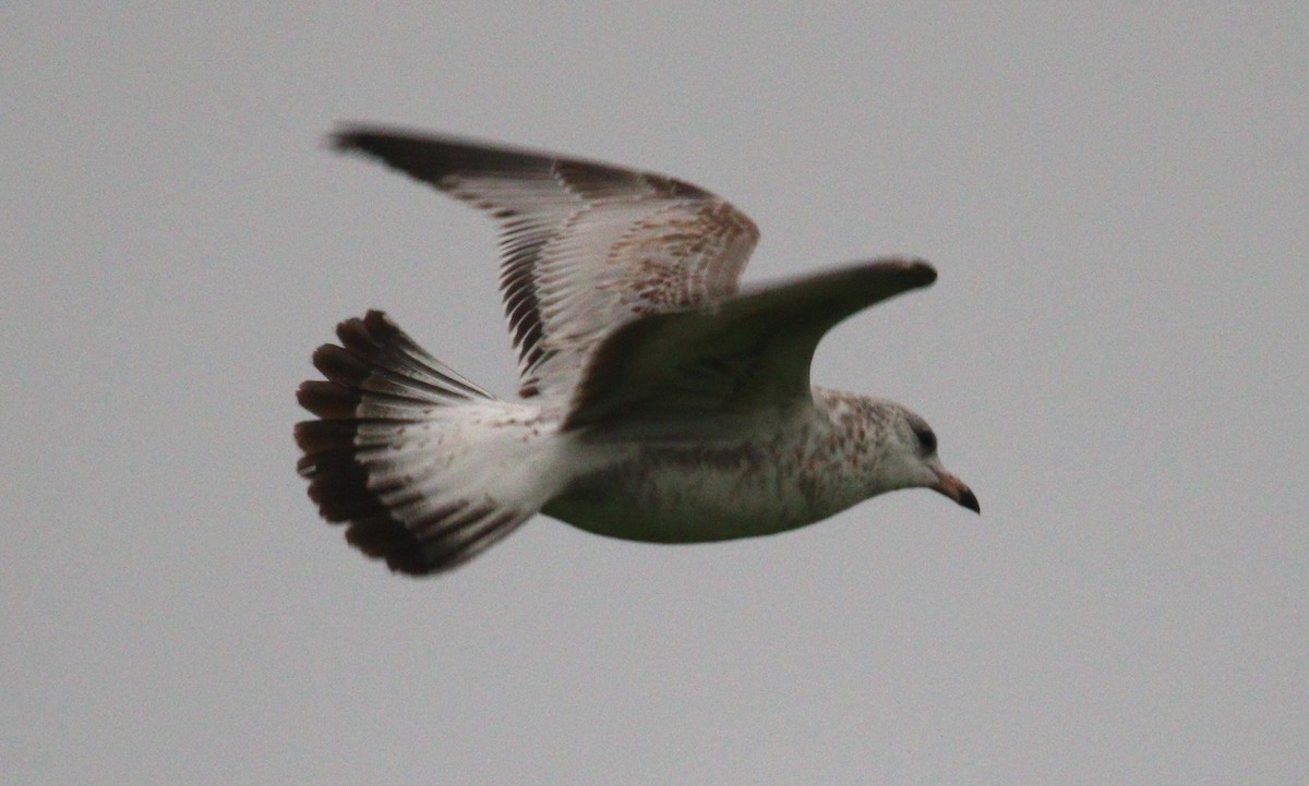 Ring-billed Gull - ML621624670