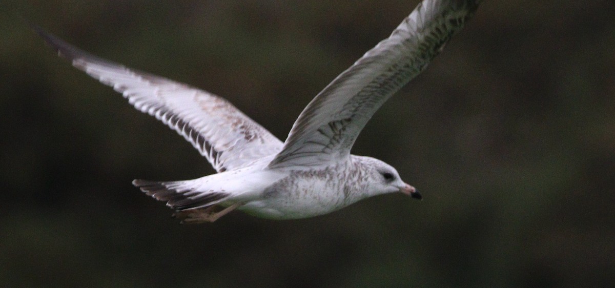 Ring-billed Gull - Liam Ragan