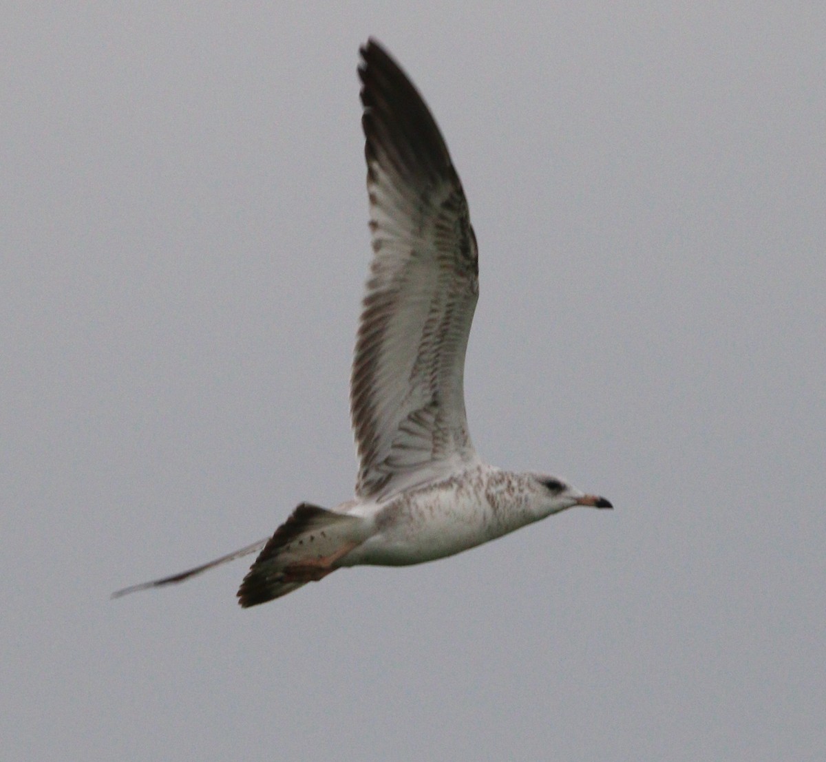 Ring-billed Gull - ML621624675