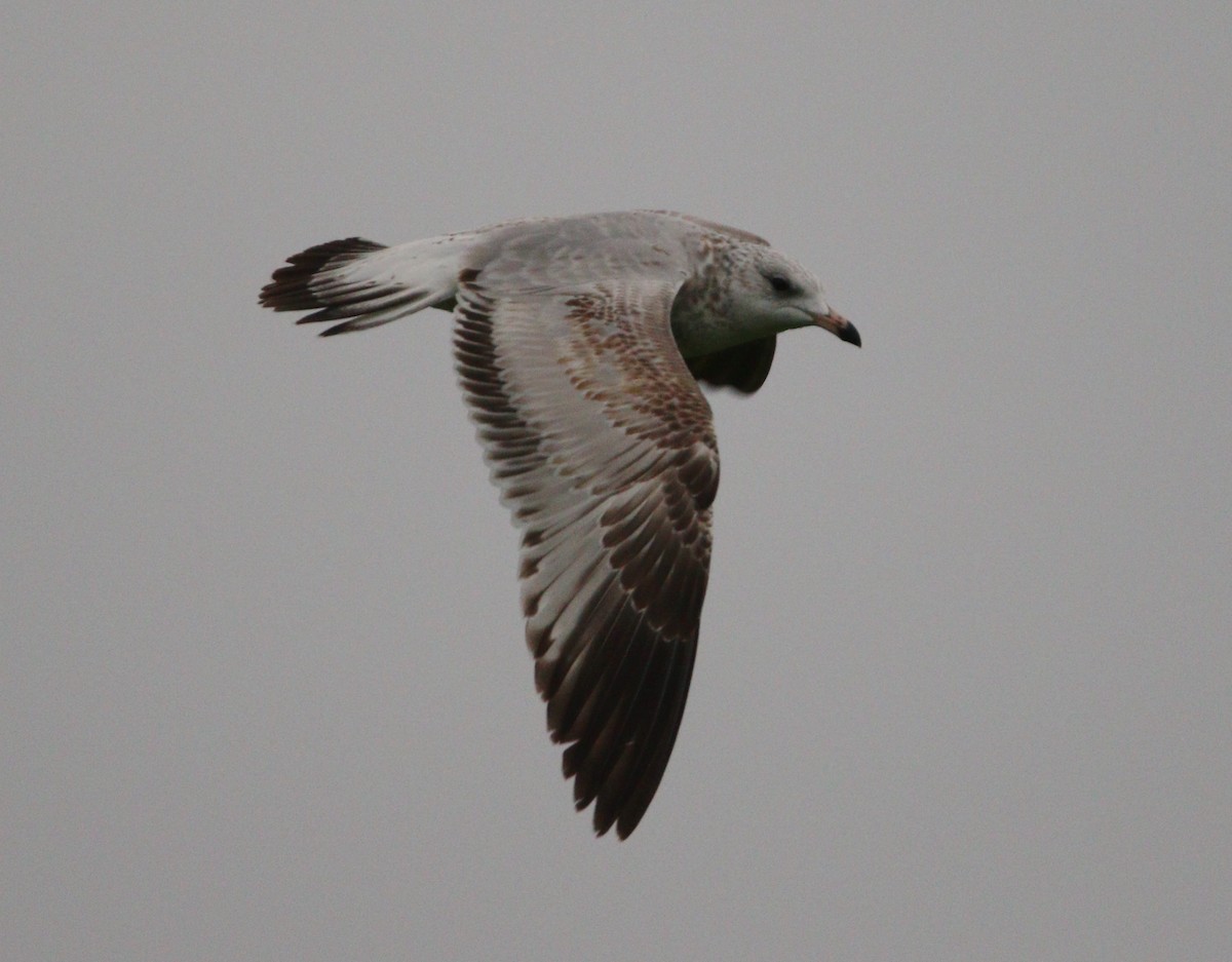 Ring-billed Gull - ML621624676