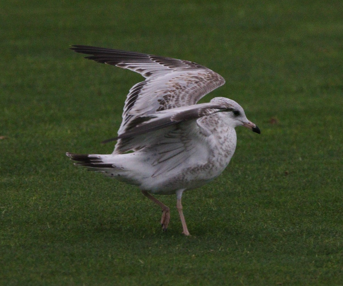 Ring-billed Gull - ML621624678