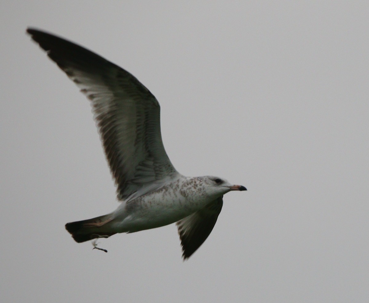 Ring-billed Gull - ML621624679