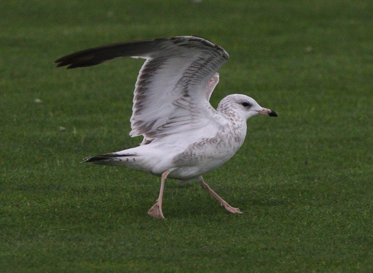 Ring-billed Gull - ML621624682