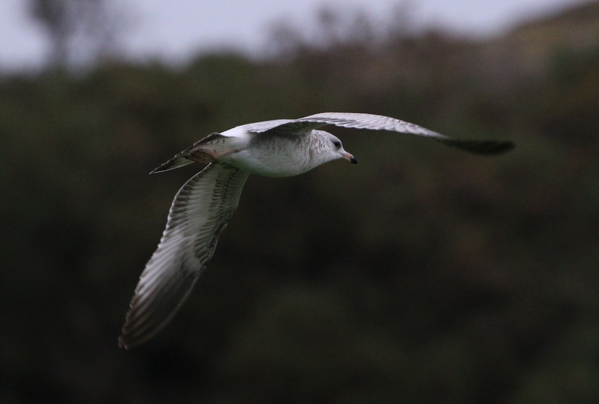 Ring-billed Gull - ML621624683