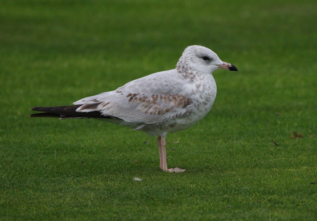 Ring-billed Gull - ML621624684