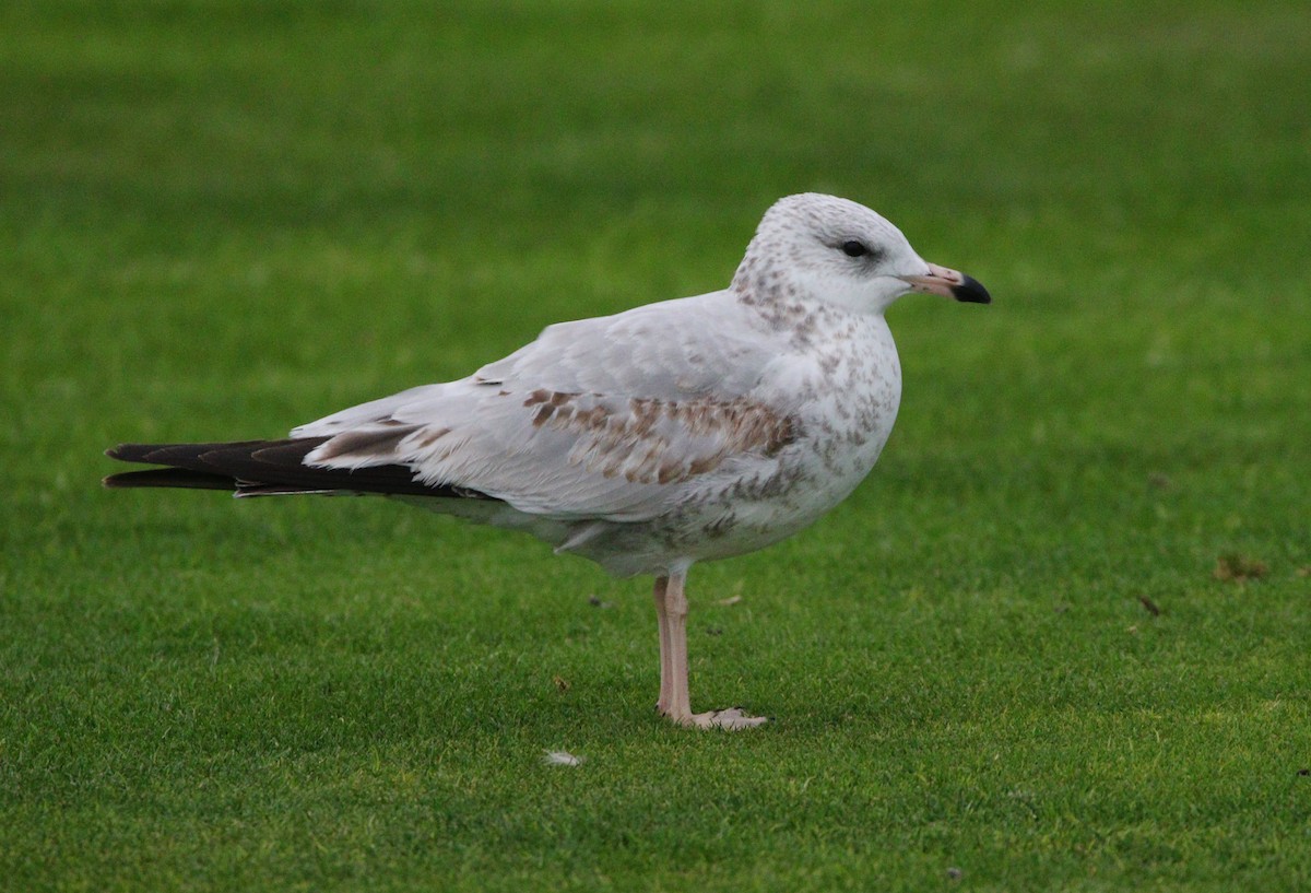 Ring-billed Gull - ML621624685