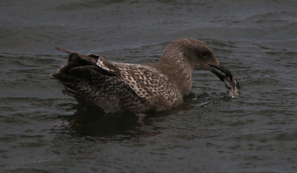 Glaucous-winged Gull - ML621624686