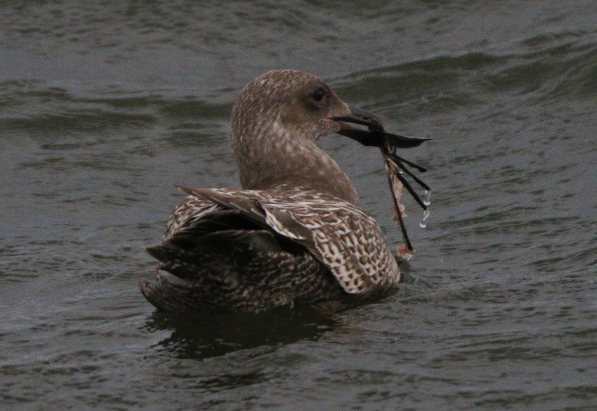 Glaucous-winged Gull - ML621624687