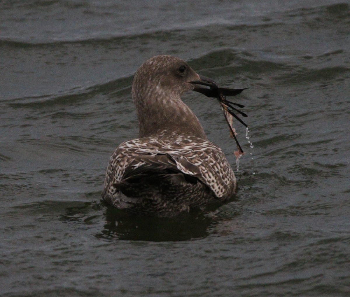 Glaucous-winged Gull - ML621624688