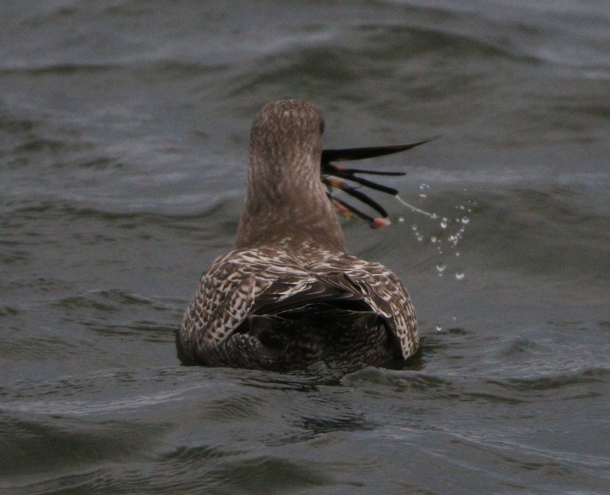 Glaucous-winged Gull - ML621624689