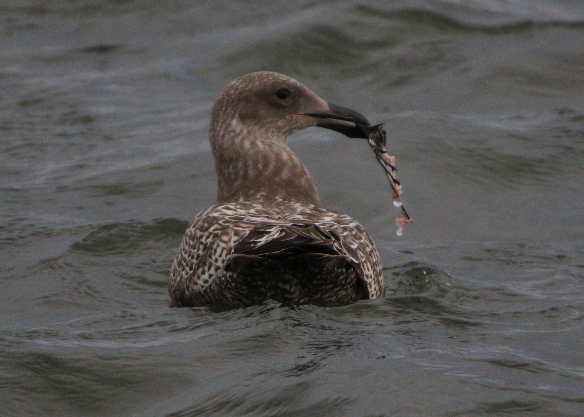 Glaucous-winged Gull - ML621624690