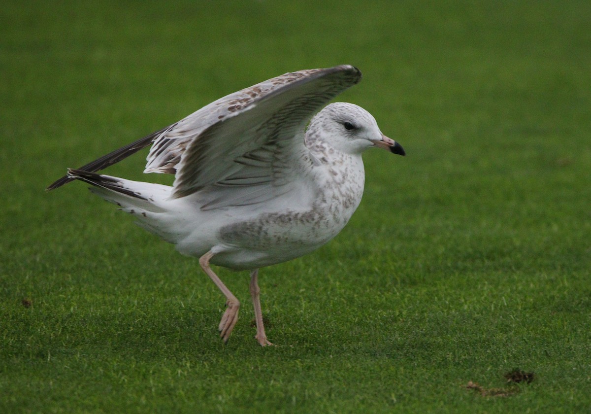 Ring-billed Gull - ML621624691