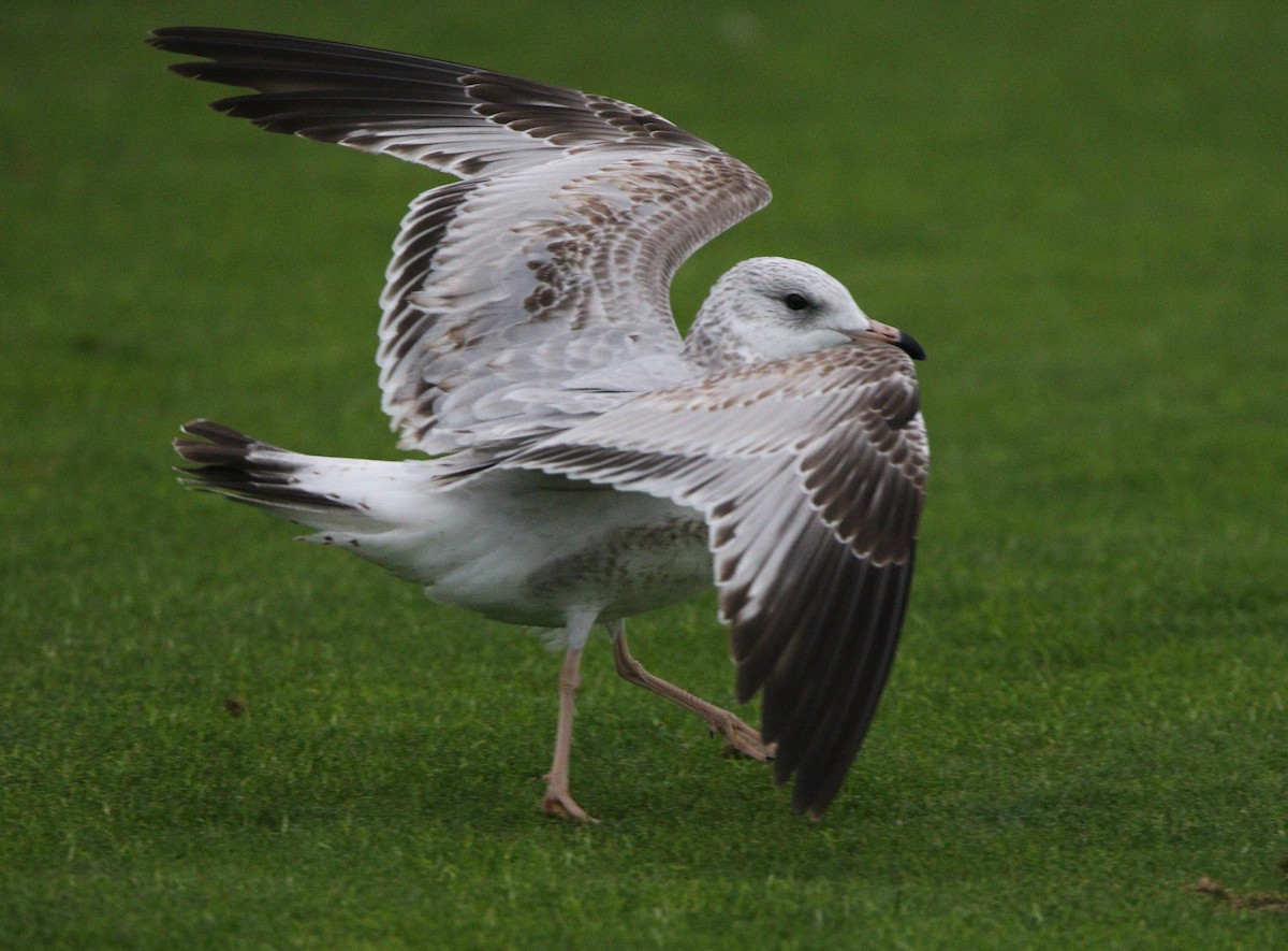 Ring-billed Gull - ML621624692