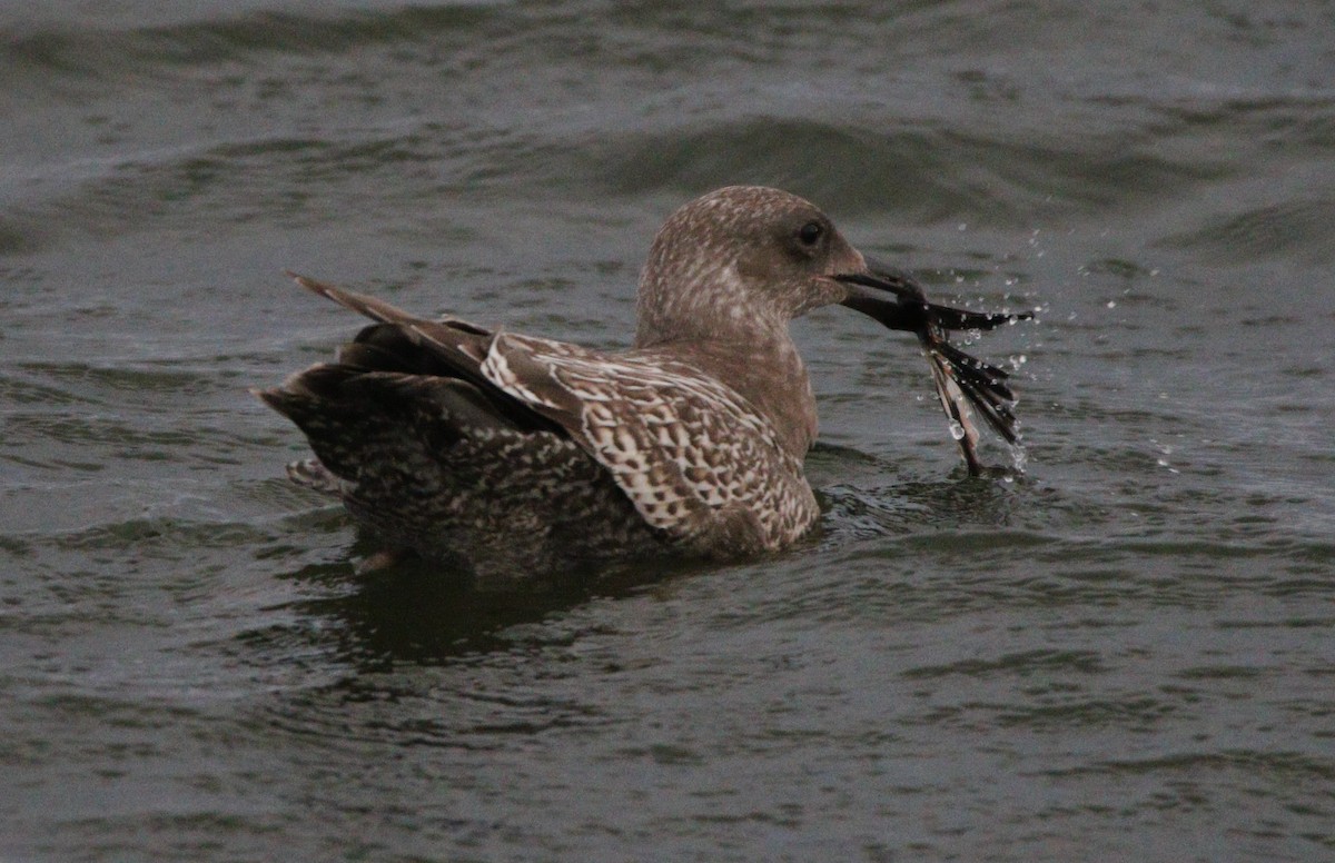 Glaucous-winged Gull - ML621624693