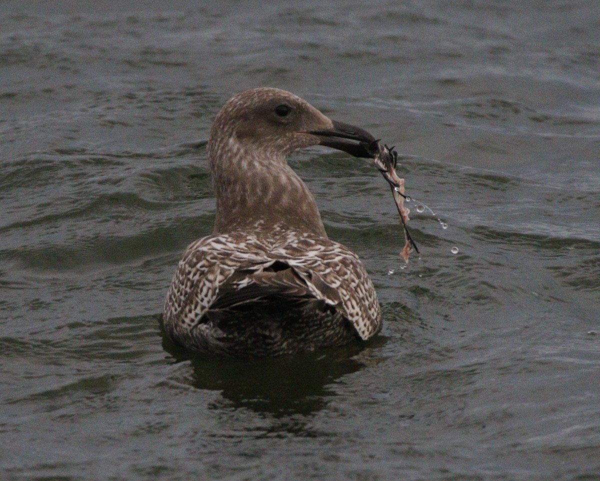 Glaucous-winged Gull - ML621624694