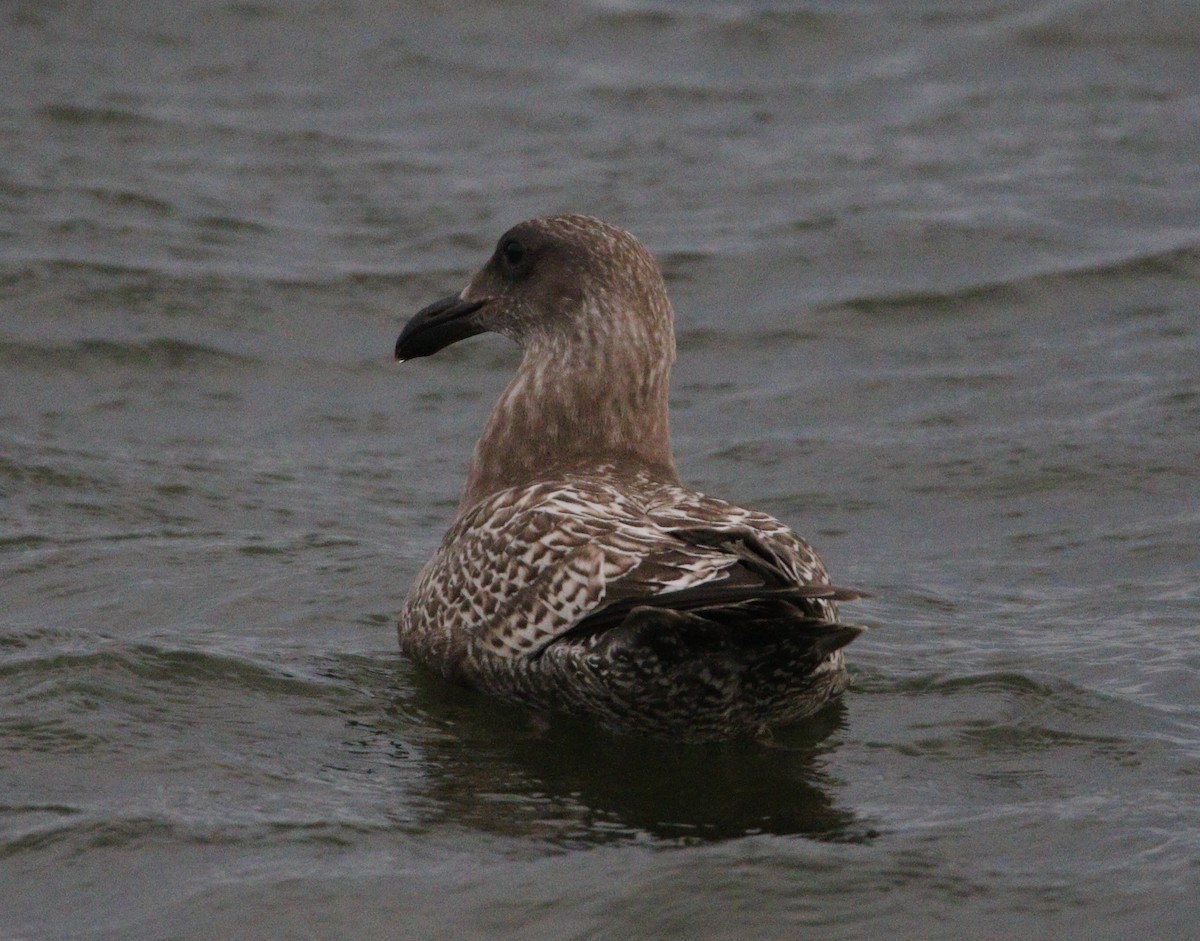 Glaucous-winged Gull - ML621624695