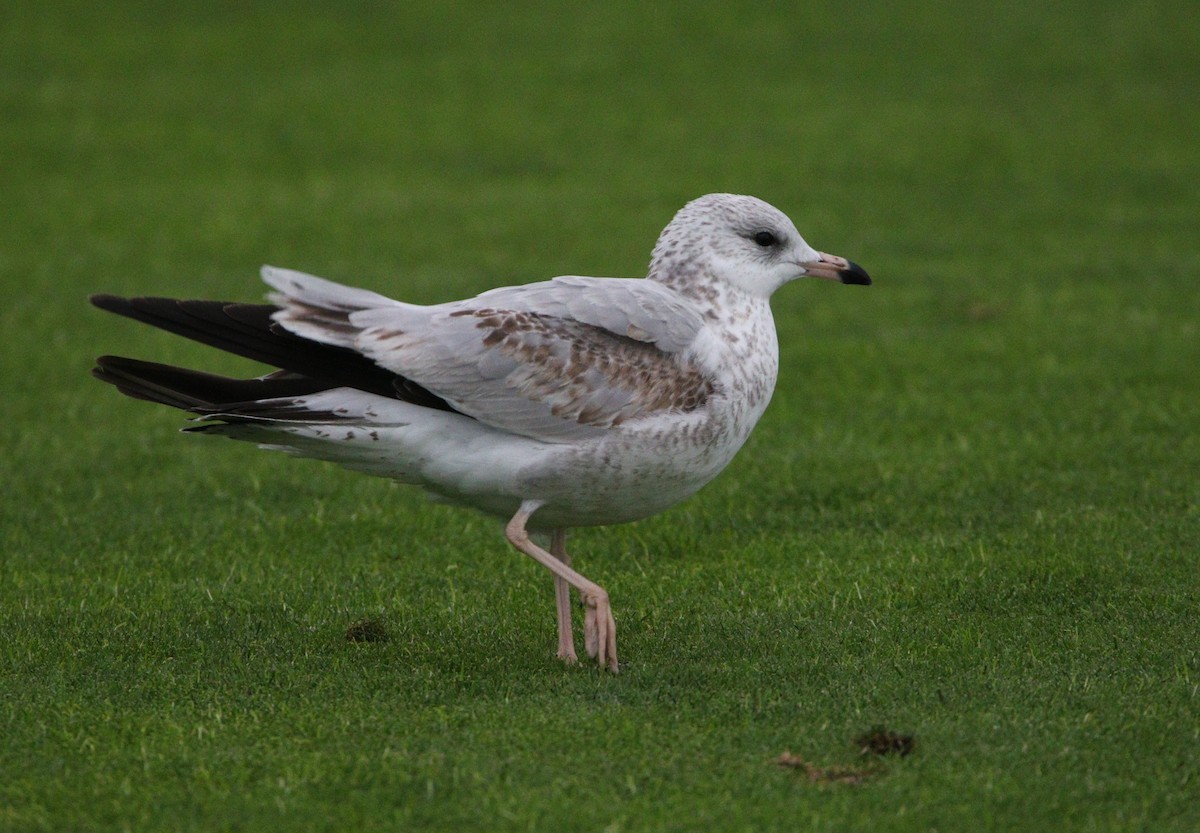 Ring-billed Gull - ML621624696