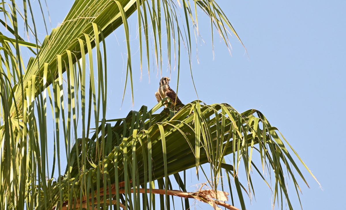 Боривітер американський - ML621624748