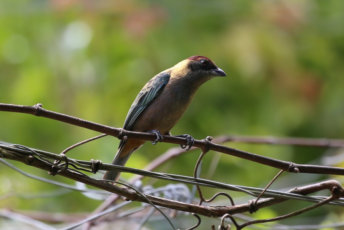 Lesser Antillean Tanager - ML621624750