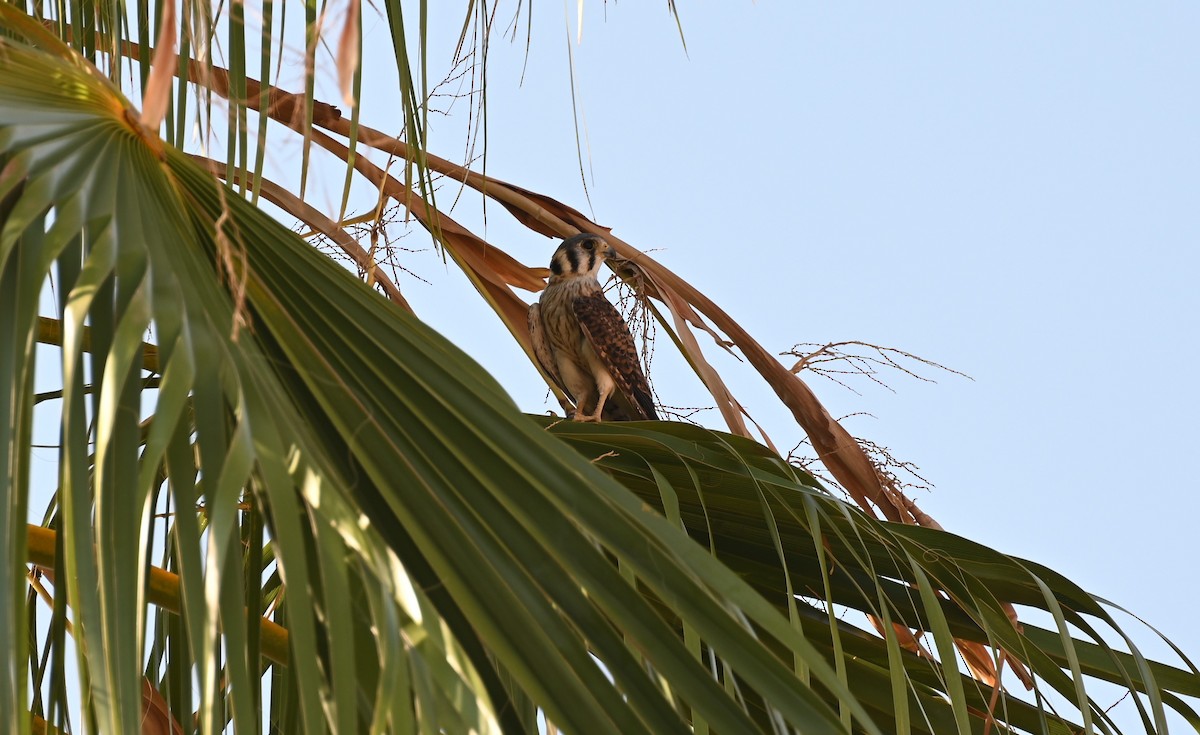 Боривітер американський - ML621624754