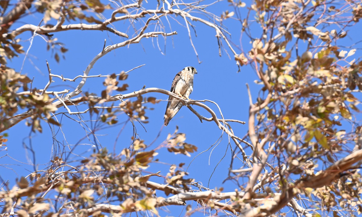 Боривітер американський - ML621624756