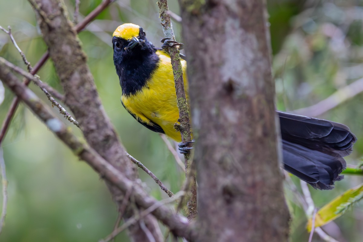 Sultan Tit (Yellow-crested) - Lance Runion 🦤