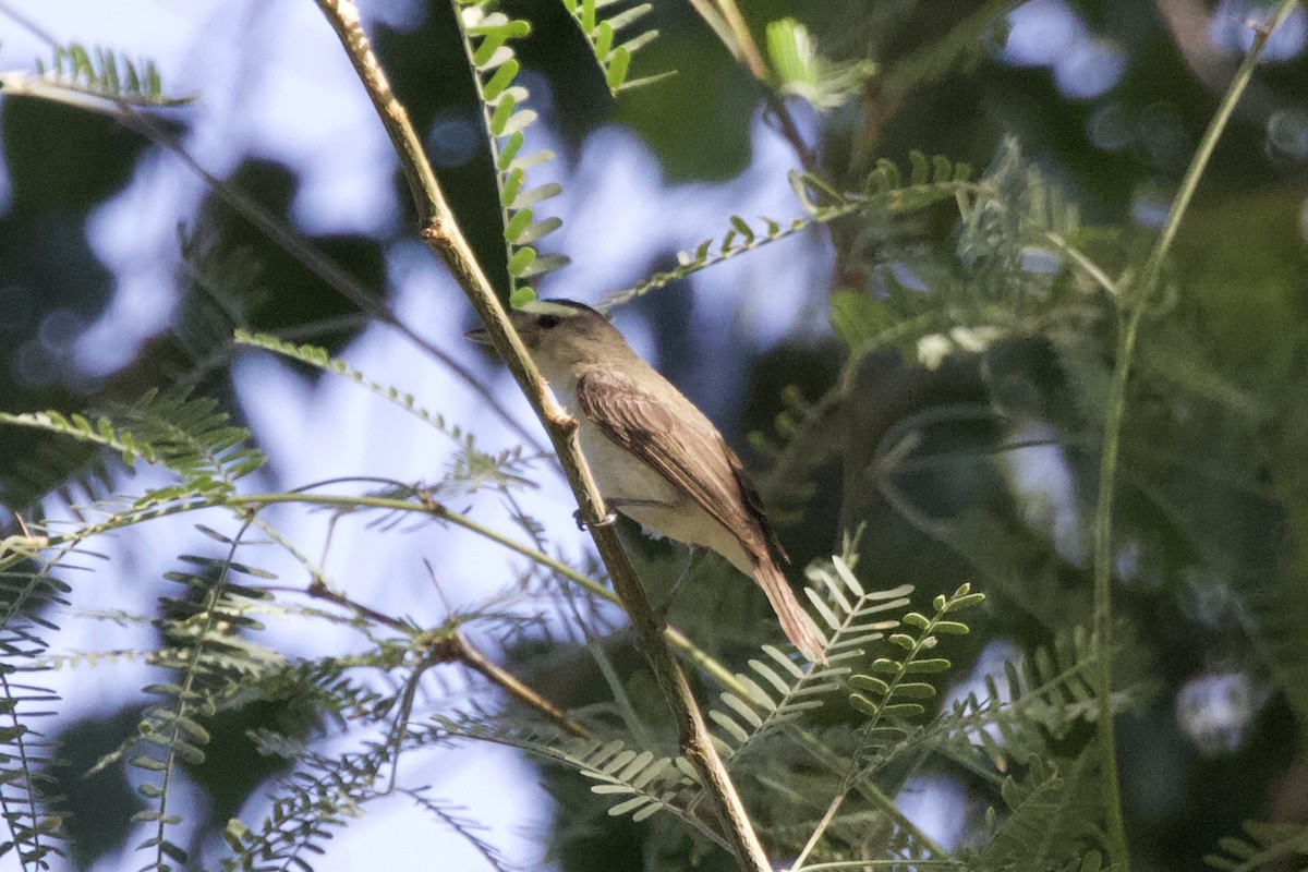 sangvireo - ML621624796