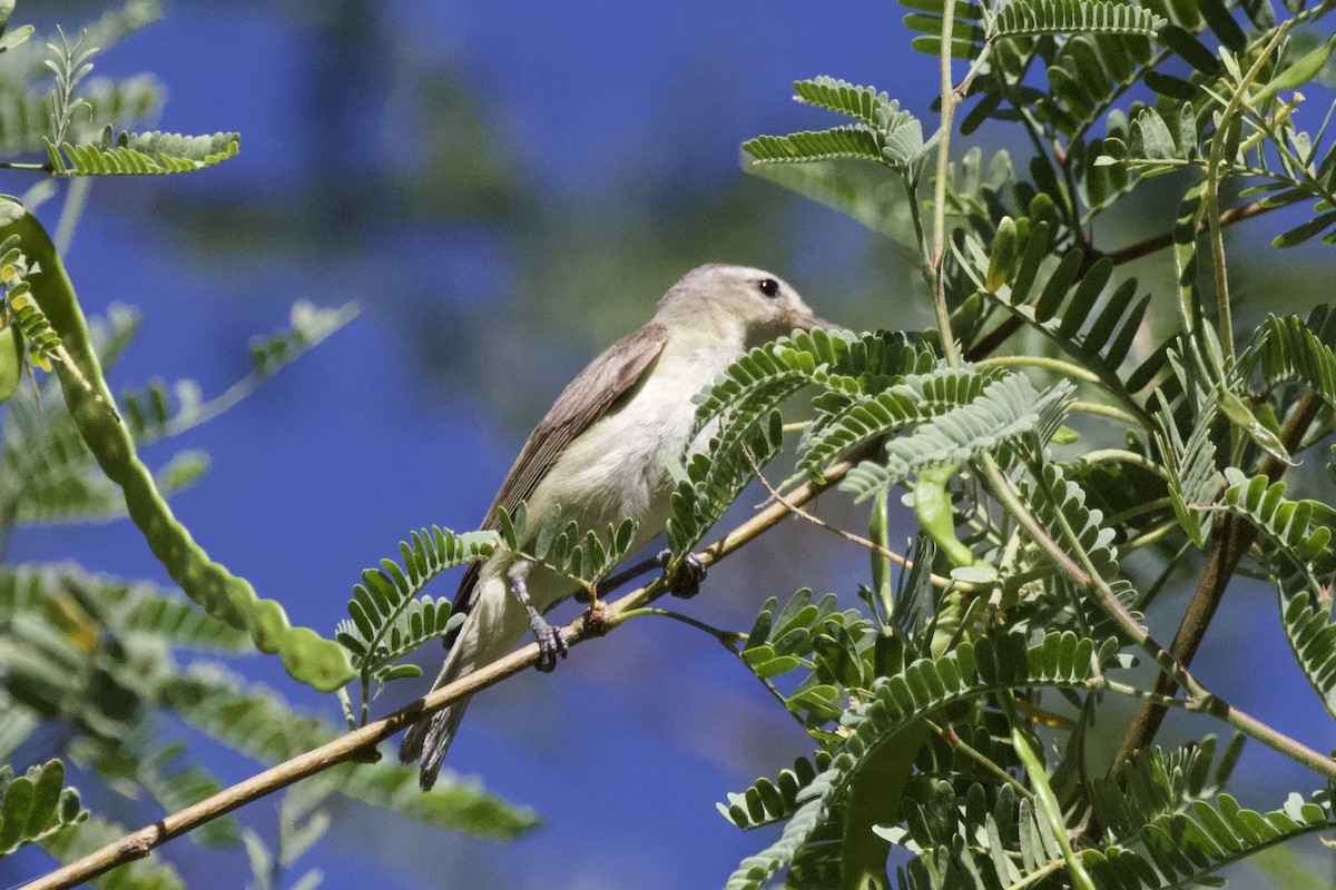 sangvireo - ML621624797