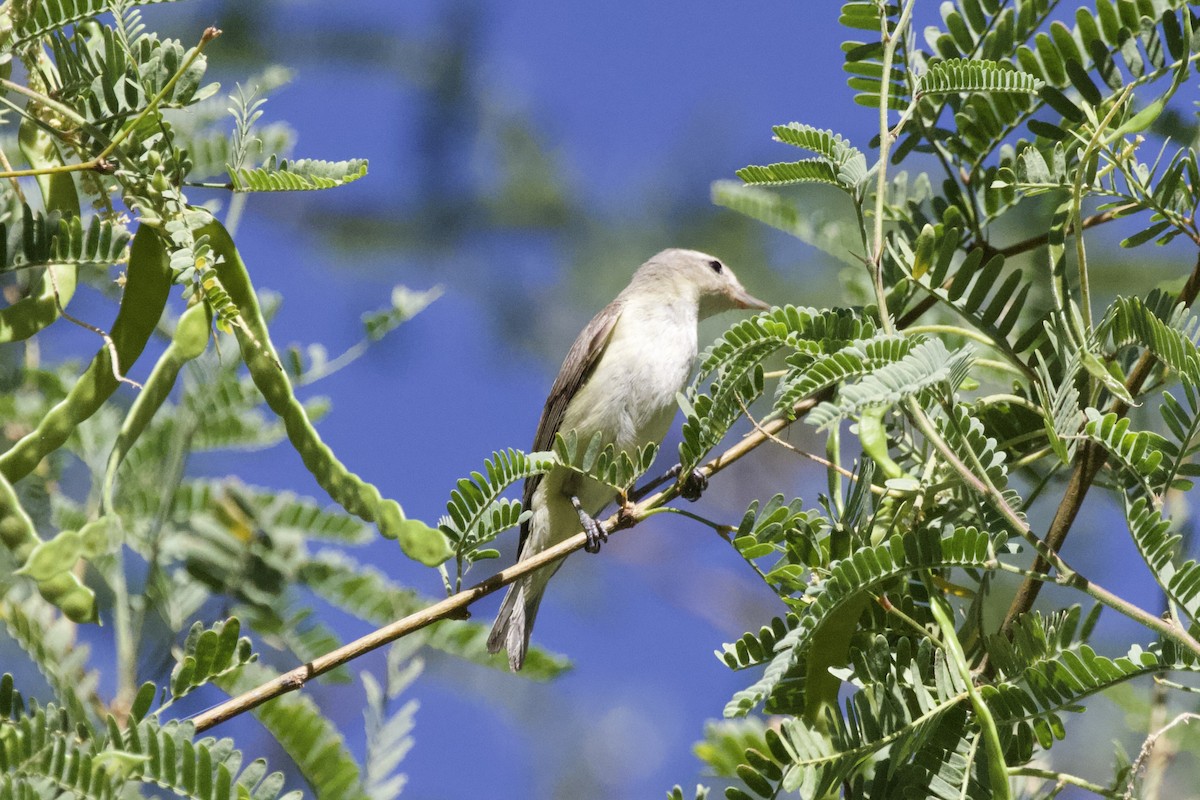 sangvireo - ML621624798