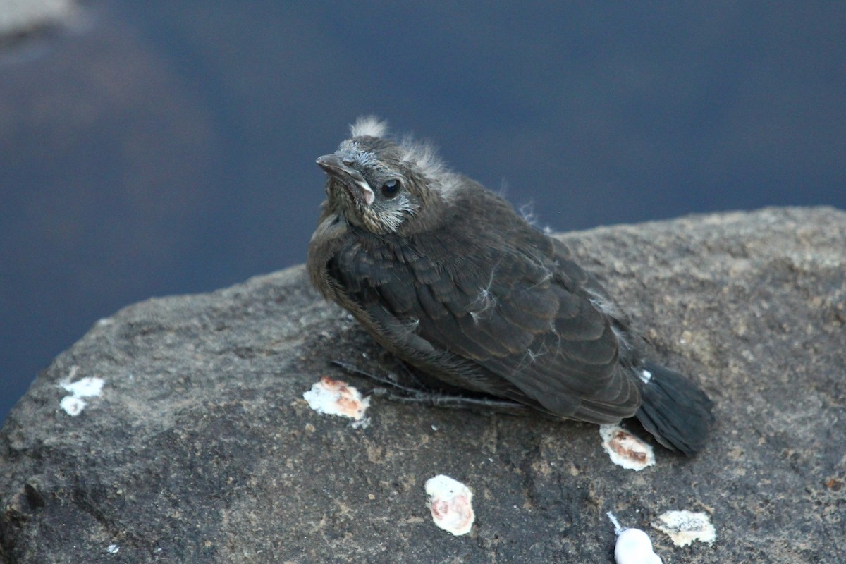 Brewer's Blackbird - ML621624878