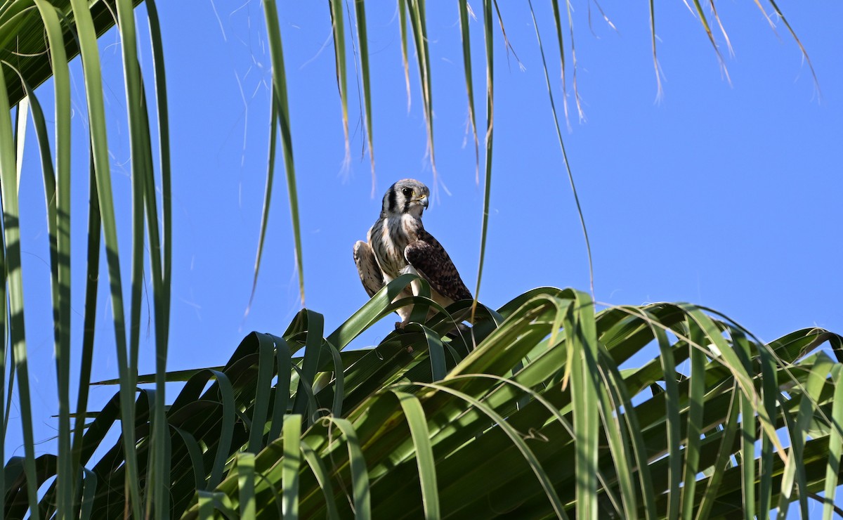 Боривітер американський - ML621625008